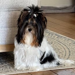 Mila - Biewer Terrier