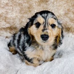 Theodore - Dapple Dachshund puppy in Redding, California from Jean & Mae Doxies
