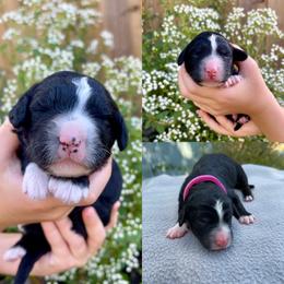 Sheepadoodle Puppies from Gainesville Sheepadoodles