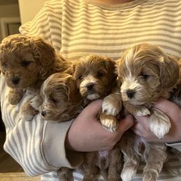 Assorted Doodle Crosses, Bernedoodle, Cavachon, Cavapoochon, Goldendoodle, and Spanish Water Dog Puppies from PitterPatterPuppiesNJ
