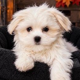 Boy 1 - White male Maltese puppy in Charlotte, North Carolina from Toy Poodle and Maltese Perfection