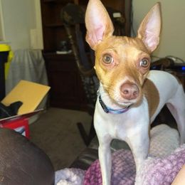 Toy Fox Terrier All Grown Up from Carr's Edition Toy Fox Terriers