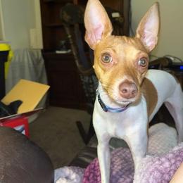 Toy Fox Terrier All Grown Up from Carr's Edition Toy Fox Terriers