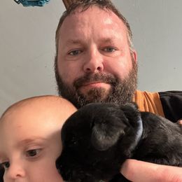 Giant Schnauzer Puppies from Toledo Bend Giants Vom Zitronen