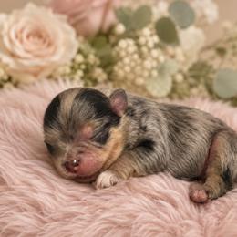 Honey Bloom- AKC - Blue merle female Pomeranian puppy in Santa Rosa, California from Cute California Poms