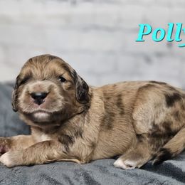 Polly - Merle-sable female Saint Berdoodle puppy in Battle Ground, Washington from Mad Hatter Farms Saint Berdoodles