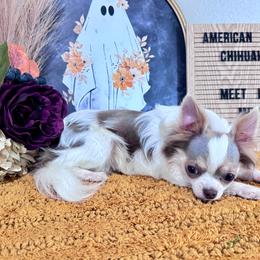 Merlin - Blue fawn male Chihuahua puppy in North Dakota from American Dream Chihuahua’s