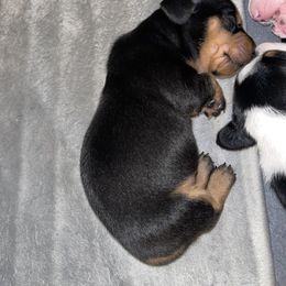 Dachshund Puppies from High Mountain Dachshunds