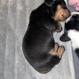 Dachshund Puppies from High Mountain Dachshunds