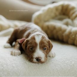 Macadamia - Red  female Goldendoodle puppy in Hiddenite, North Carolina from Rose and Reid Doodles