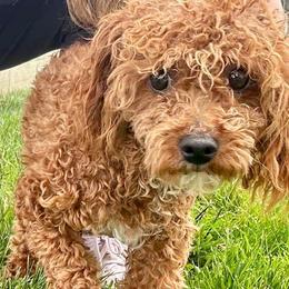 Corwin - Poodle