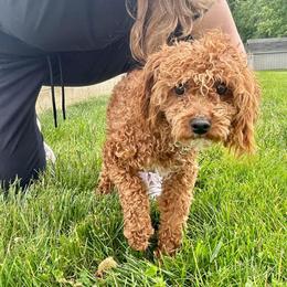 Corwin - Poodle