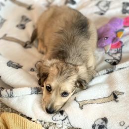 Dachshund Puppies from Meadow Ridge Dachshunds