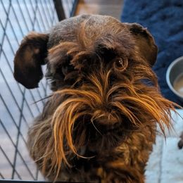 Nutella - Miniature Schnauzer