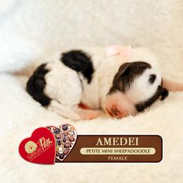 Girl 4 - female Sheepadoodle puppy in Cleveland, Tennessee from Narrow Path Old English & Sheepadoodles