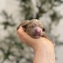 Mocha - Red  male Goldendoodle puppy in Rio Linda, California from Plush Doodles