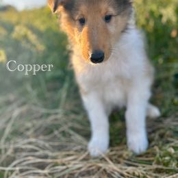 Copper - Sable male Collie puppy in Waterville, Iowa from Lisa’s Lassies