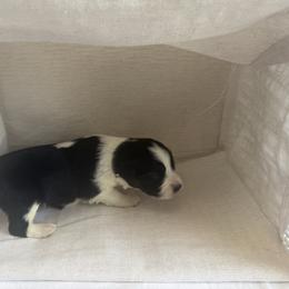 Symphony - Black tri-color female Australian Shepherd puppy in Weeki Wachee, Florida from Ace of Spades Australian Shepherds