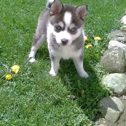 Pomsky Puppies from Promise Land Pomskies