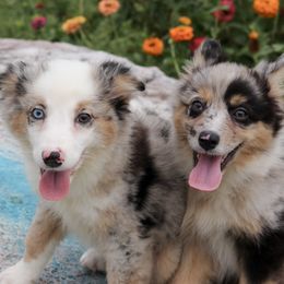 Miniature Australian Shepherd puppies from Rockin CF Aussies