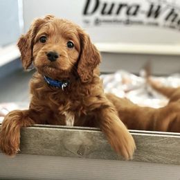 Goldendoodles and Golden Retrievers from Creamy Retrievers