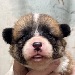 Lime Green collar girl - Red female Pembroke Welsh Corgi puppy in Hayes, Virginia from Gainesfield Labradors and Pembroke Welsh Corgis