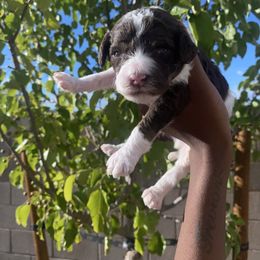 Truffle - Phantom male Poodle puppy in Corona, California from Garden Of Poodles