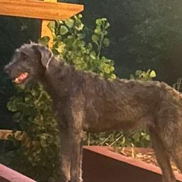 Fiora - Irish Wolfhound