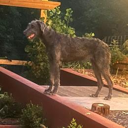 Fiora - Irish Wolfhound
