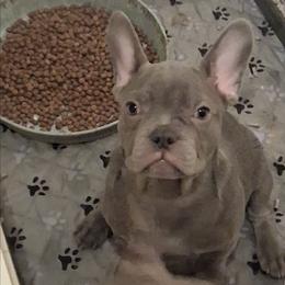 Papa Smurf - Blue male French Bulldog puppy in Memphis, Tennessee from Love A Bull Frenchies