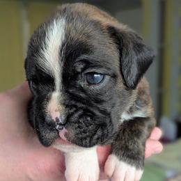 Cicilia - Brindle female Boxer puppy in Springfield, Missouri from ReMa Boxers