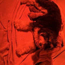 Girl 3 - Black and white female Bernedoodle puppy in Gainesville, Florida from Alyssa Xxweetdoodles