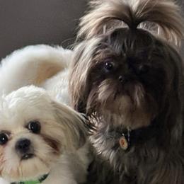 Shih Tzus from Shihtzu Happen