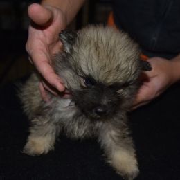 YELLOW COLLAR - Black and silver female Keeshond puppy in Fayetteville, Tennessee from Erbekees-Keeshonden