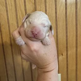 Caspian - Blenheim male Cavapoo puppy in Eatonton, Georgia from TNT Puppies