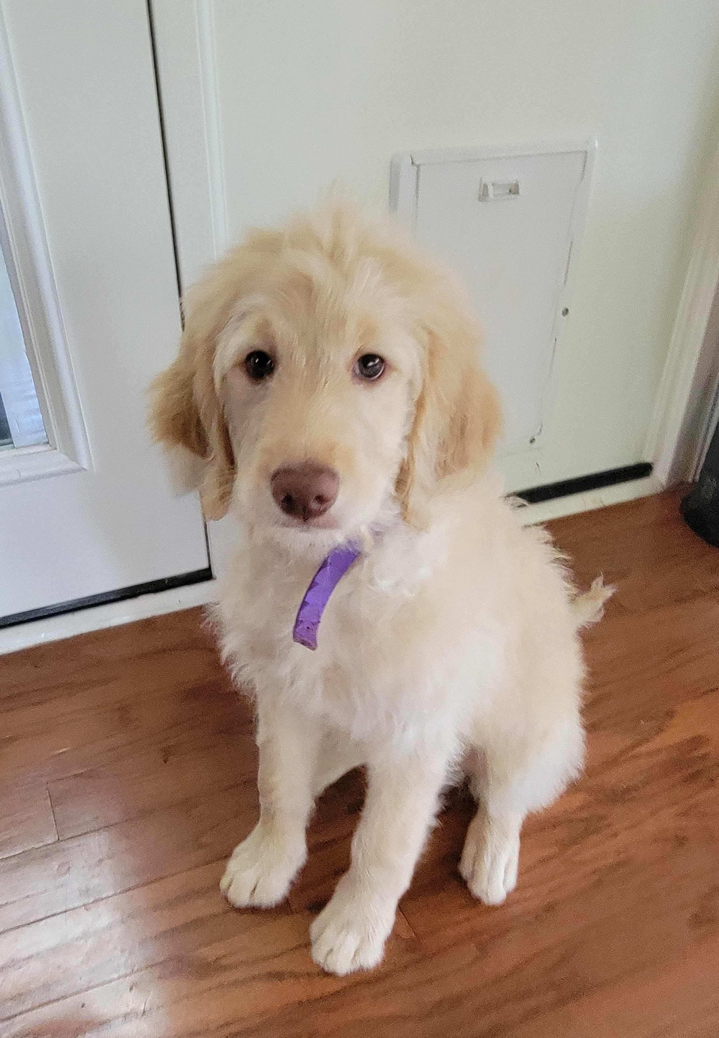 Girl 3 - Cream Goldendoodle puppy in Orlando, Florida from Rae's Littles