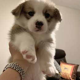 Pembroke Welsh Corgi Puppies from Pathfinder