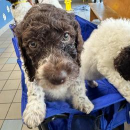Padme - Parti female Poodle puppy in San Antonio, Texas from Chocolate Pet Connection