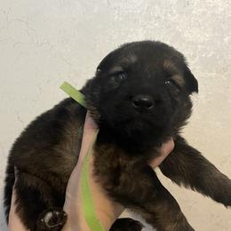Rowen   Green collar - Sable male German Shepherd puppy in Winterport, Maine from Vom Stevens Old Fashioned German Shepherds