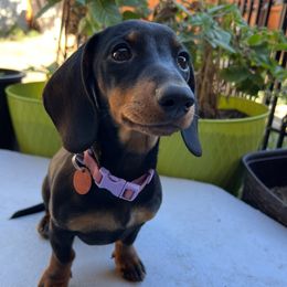 Chili - Dachshund