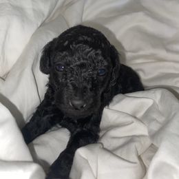 Arthur - Black male Poodle puppy in El Sobrante, California from Mckendra's Legacy