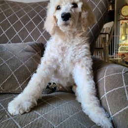 Poodle Puppies from Hickory Hills Poodles