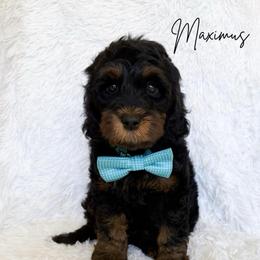 Maximus - Black male Australian Labradoodle puppy in Oregon from Forever Loyal Labradoodles