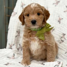 Green Collar CHINI - Apricot male Goldendoodle puppy in Salem, Utah from Aspen Doodles Utah