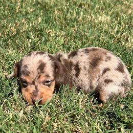 Nutella - Dapple female Dachshund puppy in Springfield, Ohio from LUXEYPUPS
