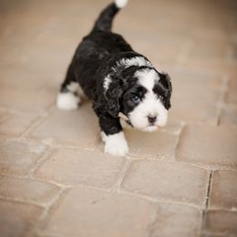 Bernedoodle Puppies from Cookie's Cuties