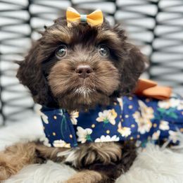 Guava - Brown and tan female Cockapoo puppy in Palm Beach County, Florida from Benji’s Cockapoos