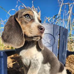 Hobbes - Blue tan and white male Beagle puppy in Bois D Arc, Missouri from Country Home Pets and Farm
