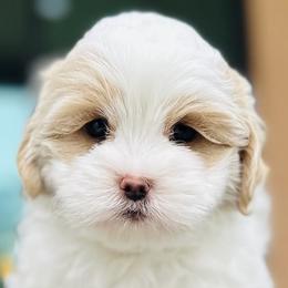 Shihpoos from Thistle & Tails Shihpoos