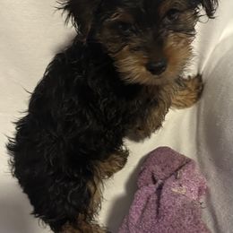 Bucky - Black and tan male Yorkshire Terrier puppy in Eden, Maryland from Canines  Unlimited